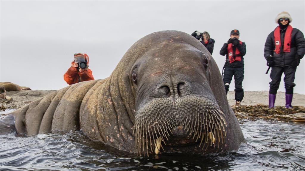 挪威重量級網紅600kg大海象　靠「睡播」製造歡樂