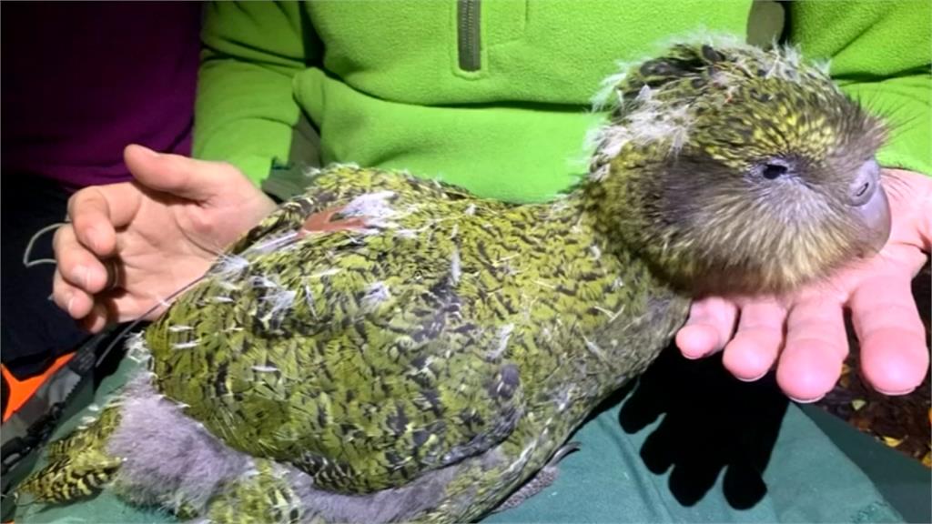 紐西蘭拚復育「鴞鸚鵡」！75隻鳥寶寶成功孵化