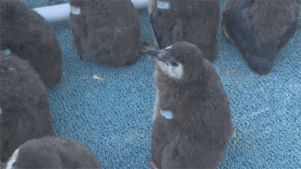 氣候變遷、人為汙染瀕臨絕種　南非「企鵝診所」守護黑腳企鵝