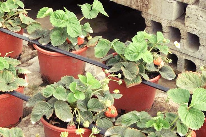 荒廢屋頂經營400坪大果園 天天產草莓