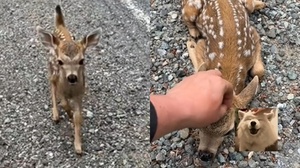 小鹿趴地撒嬌要求陌生人摸好摸滿　鹿媽媽遠處怒視：「別逼我踹飛你」