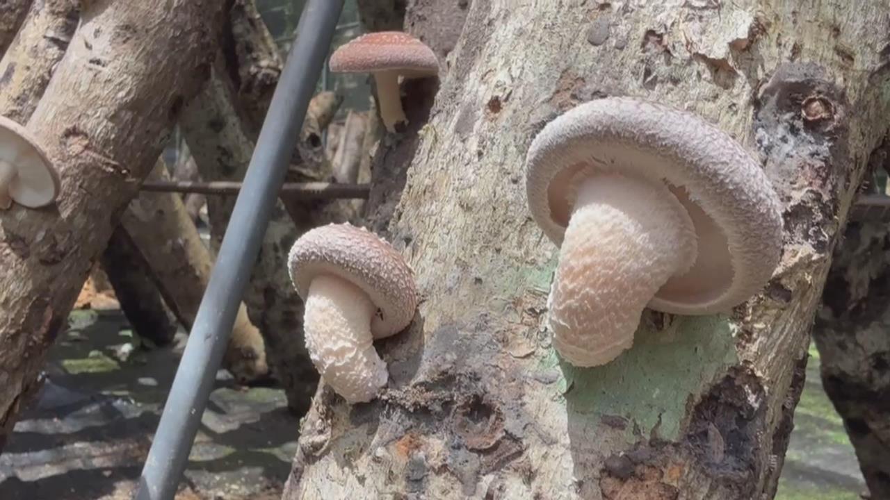 「椴木香菇」種植耗時又費力！　工研院科技導入提升效率