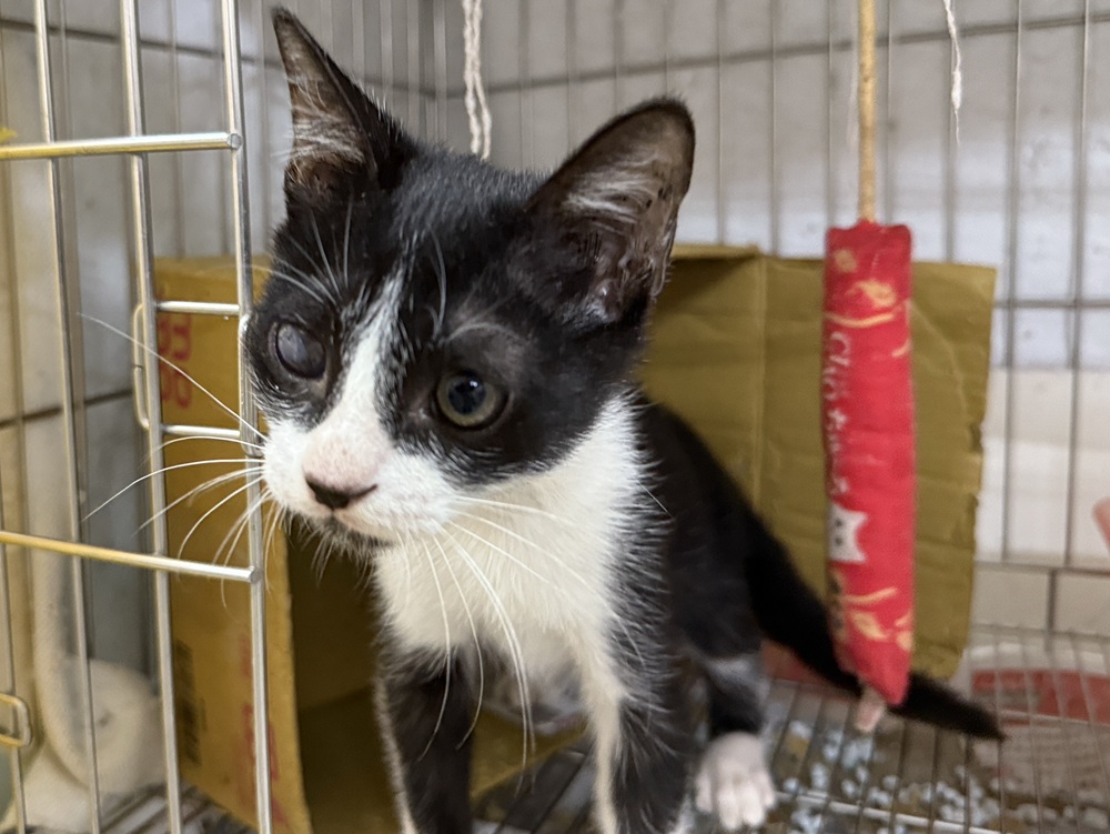 黑白小貓受傷嚴重險瞎眼 新北市動保處治療後助找認養家庭