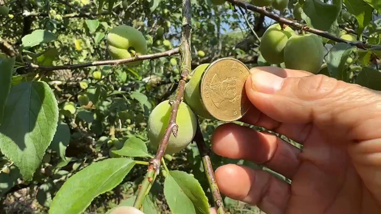 降雨不足！台南青梅收成慘　落果嚴重、大小不如以往