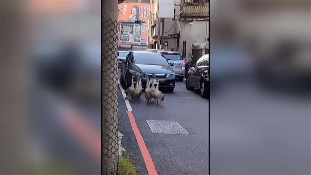 奇！彰化市區8隻鵝結伴逛大街　駕駛全停下來禮讓「鵝樣」萌翻網友