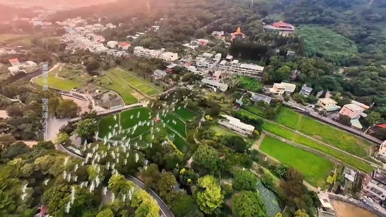 熱搜/嘉義梅山太興村「萬鷺朝鳳」 黃頭鷺大軍南遷 掀賞鳥熱潮