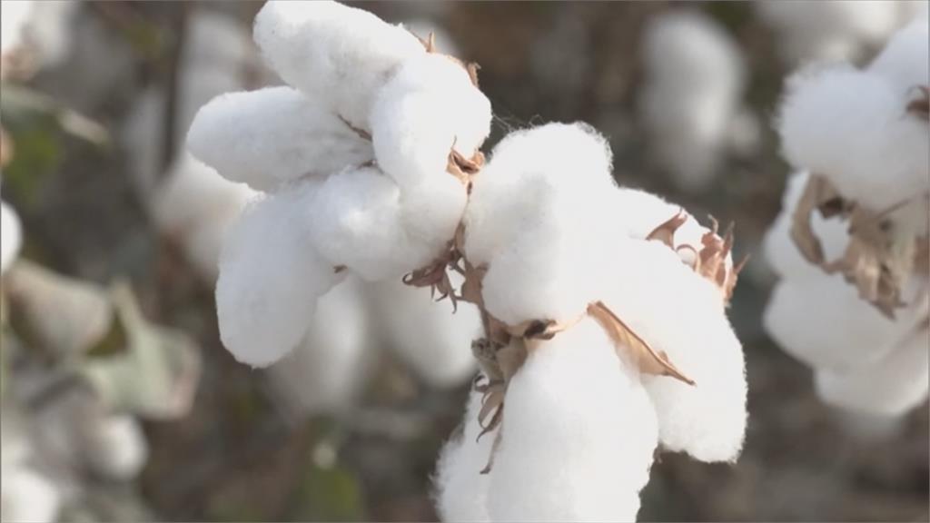 反對迫害人權！美通過法案禁止進口新疆棉花