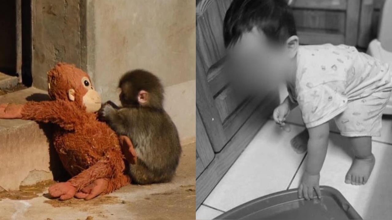 小𤠣子Panchi讓全球心碎！郁方反問「那剴剴呢」？痛斥兒福為1事護航陳尚潔