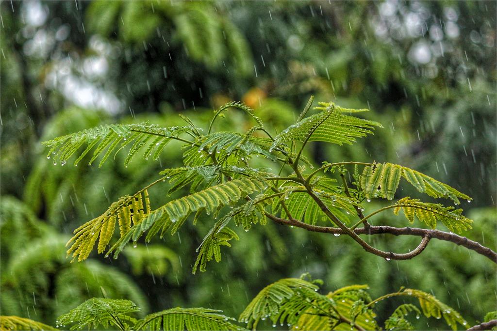 [2019/12/29]全台有雨！明起轉濕涼 跨年夜低溫下探14度