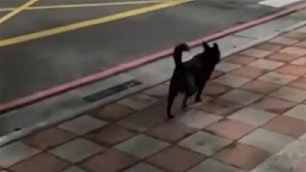 "狗急跳牆"!毛孩跳脫圍籬大街"趴趴走" 飼主遭開罰