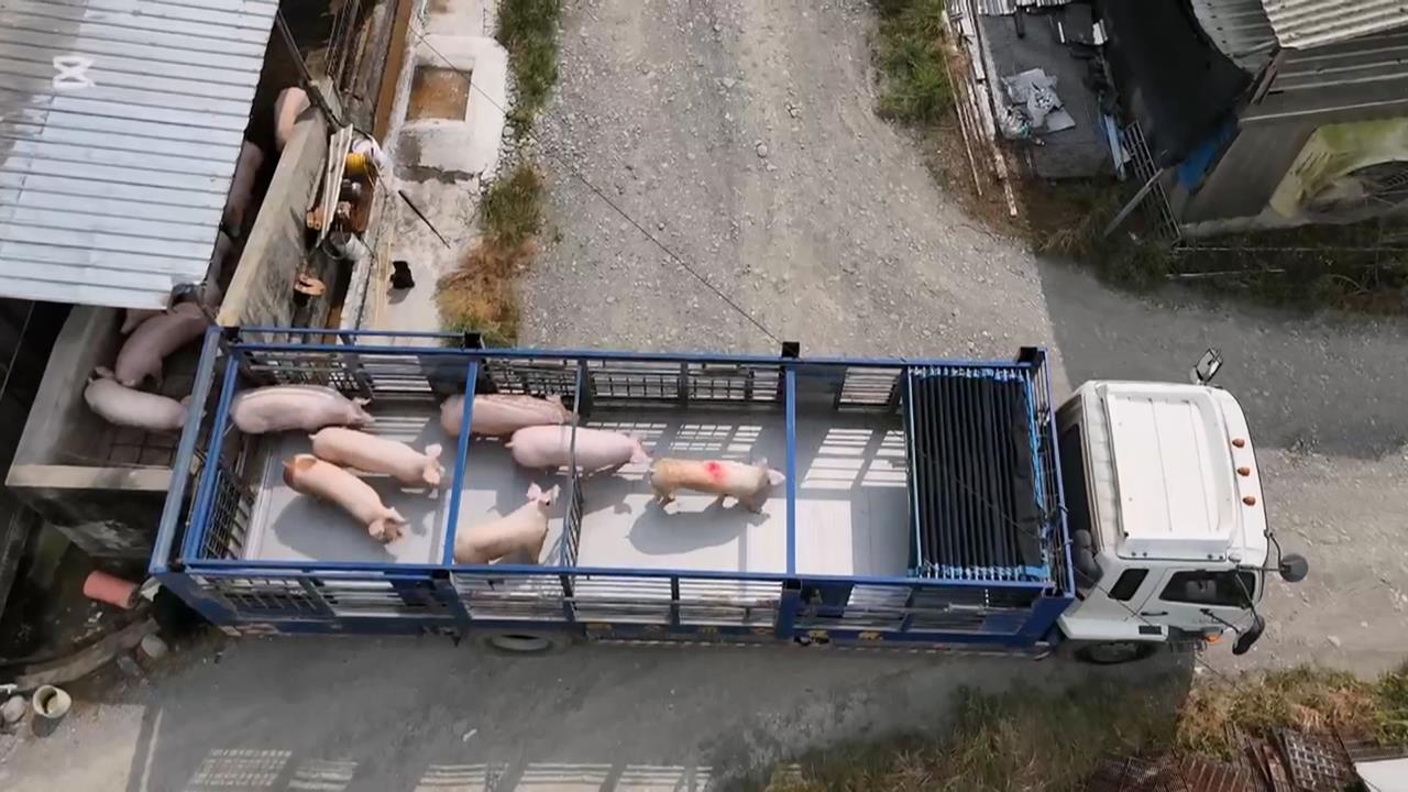來囉來囉!各地白胖豬豬們上車了 凌晨禁宰令解除「這時間」可買溫體豬