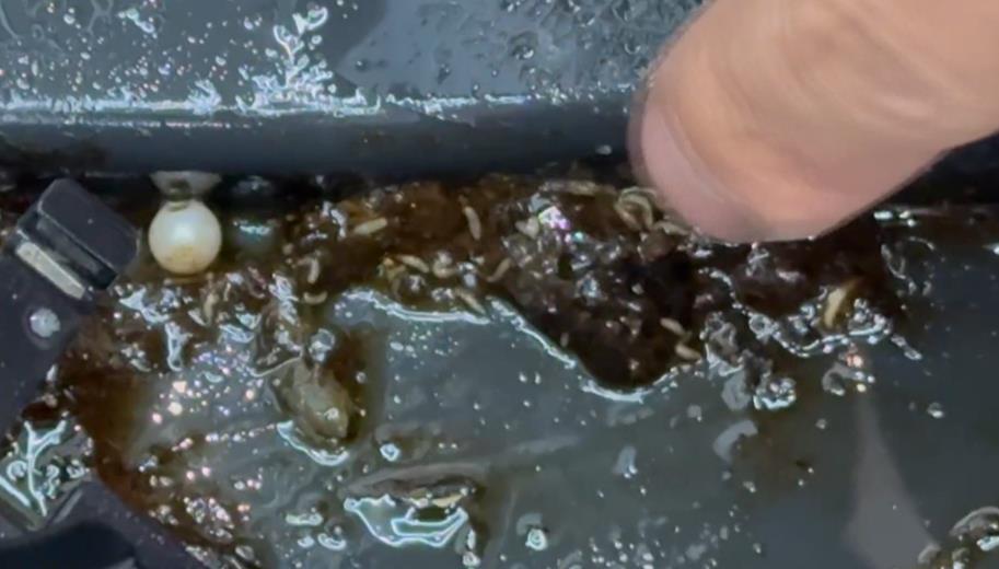 超噁心!業者拆洗兒童座椅 驚見黑色濃稠物還長蟲