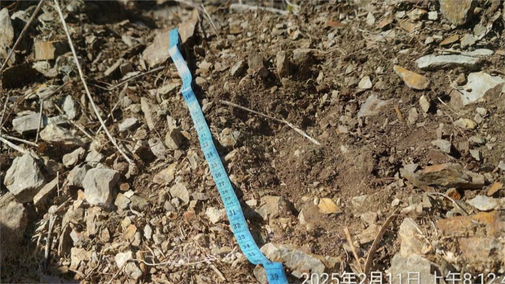 玉山熊出沒！　山友登山直擊「台灣黑熊獵食秀」