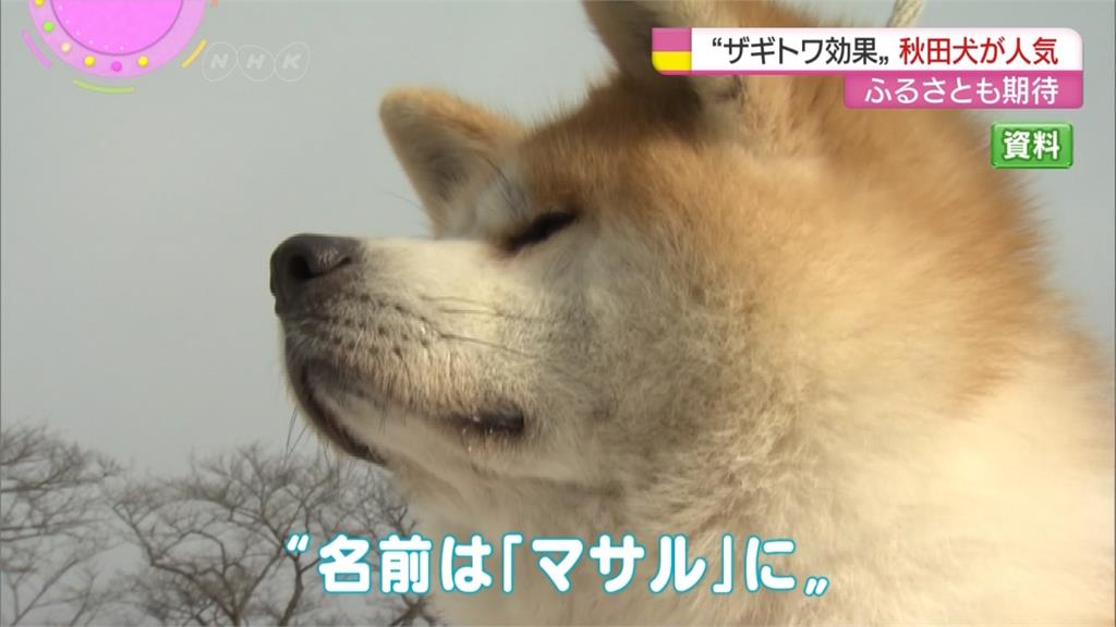養出滑冰天后都愛的秋田犬！育種人現身
