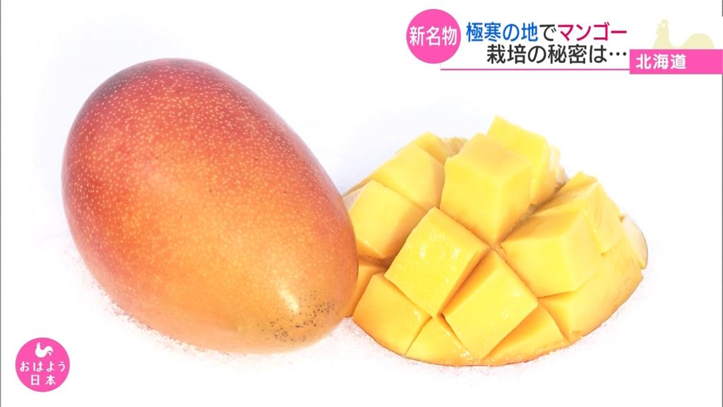 北海道冬天產芒果 一顆賣5萬日圓