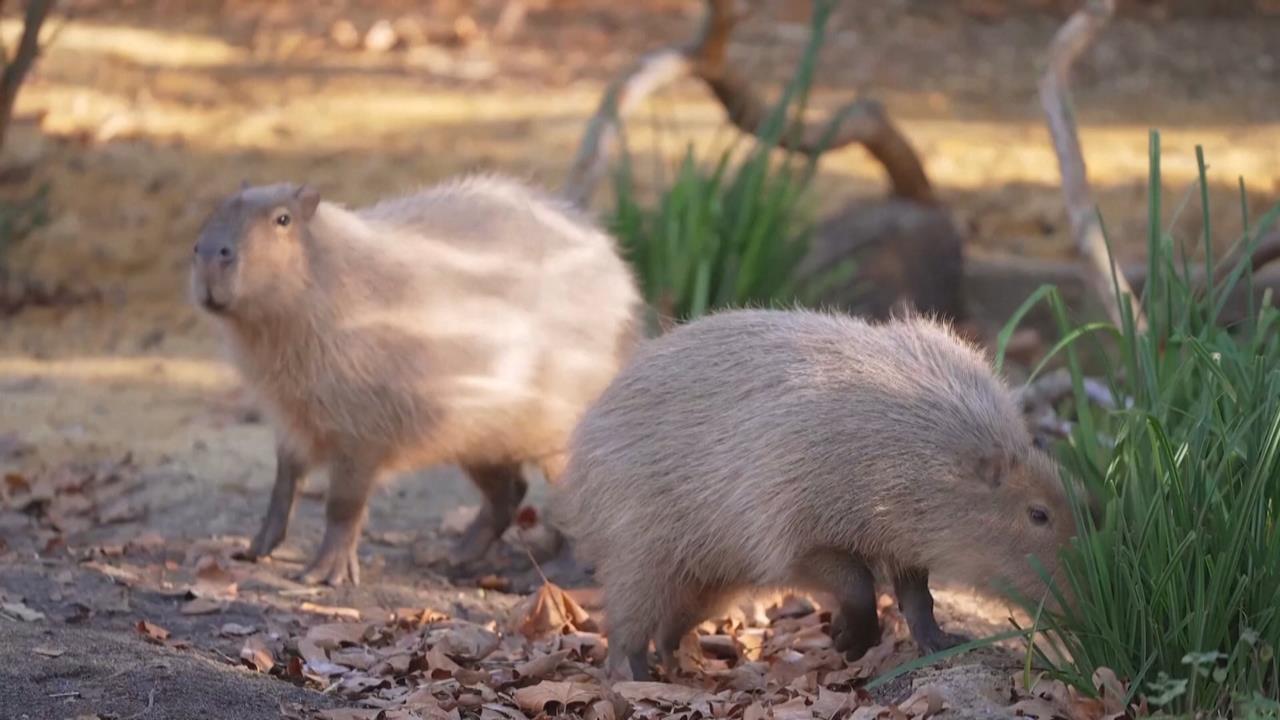 好萌！　倫敦動物園水豚搬新家　配有恆溫休息室、泥巴浴