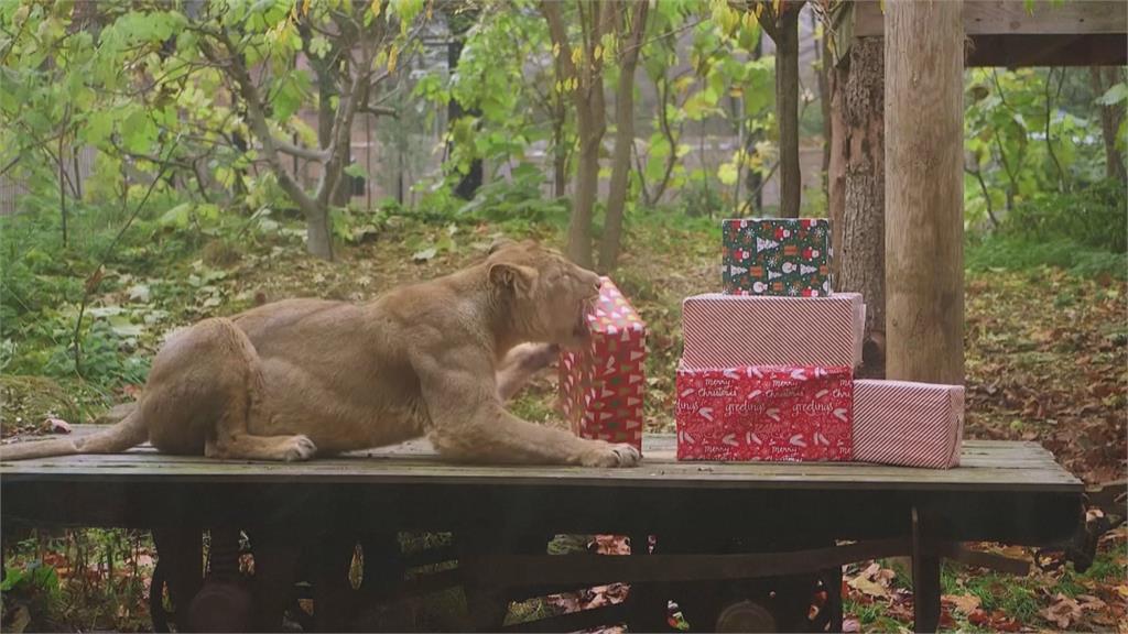 拆耶誕節禮物！　獅子開心磨蹭紙箱模樣超萌