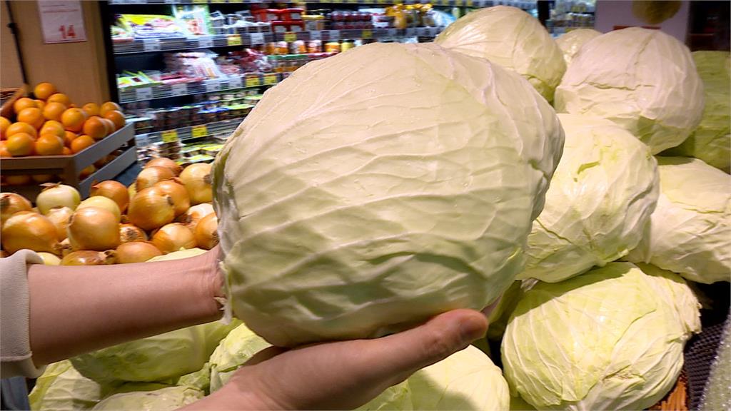 本土高麗菜一顆飆５００元　超市引進銅板價進口貨
