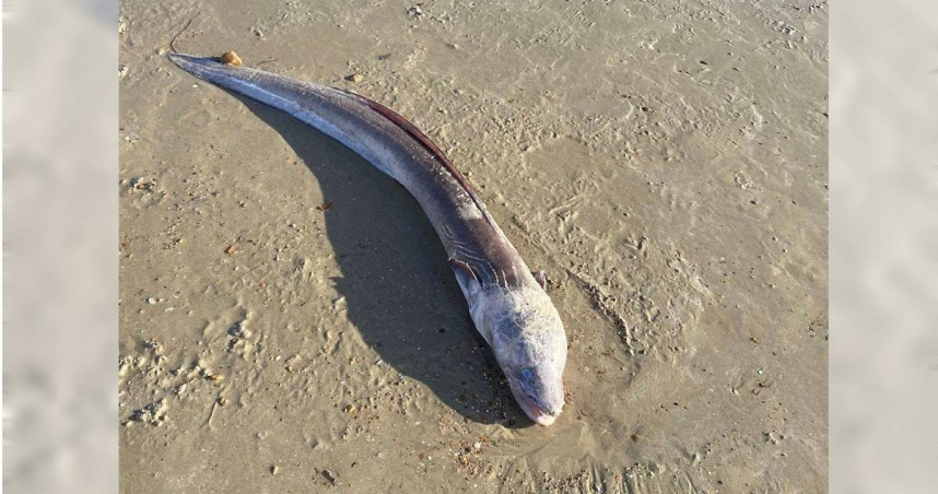 英國海灘驚見巨型怪魚!居民嘆如電影生物 專家解答了