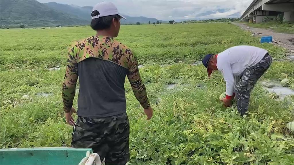 與颱風賽跑搶時間　農民搶收大作戰減少損失