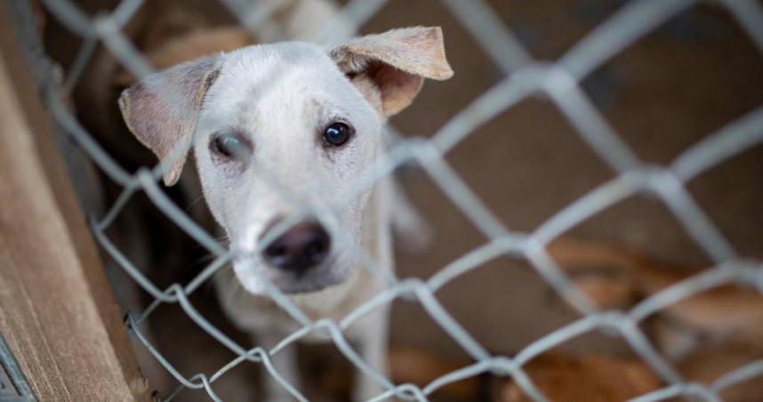 上帝創造狗是給人吃的!雅加達防疫禁令「禁售狗貓肉」 違者恐吊照引發民怨