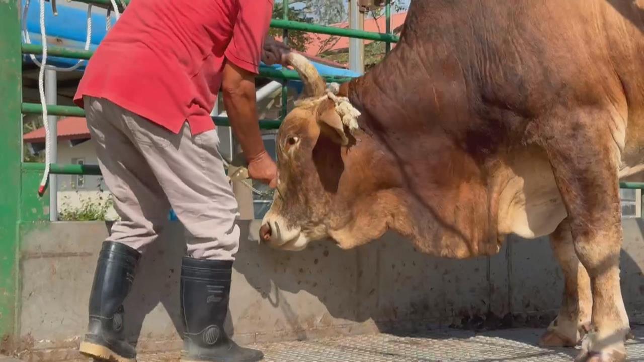 不捨老牛遭拖行受傷　善心人士買下送台南「養老」