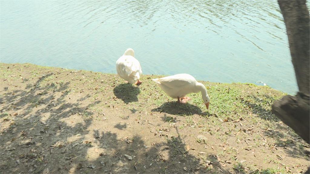 台南都會公園「超派鵝群」狂追　爺爺把「孫女當武器」飛踢擊退