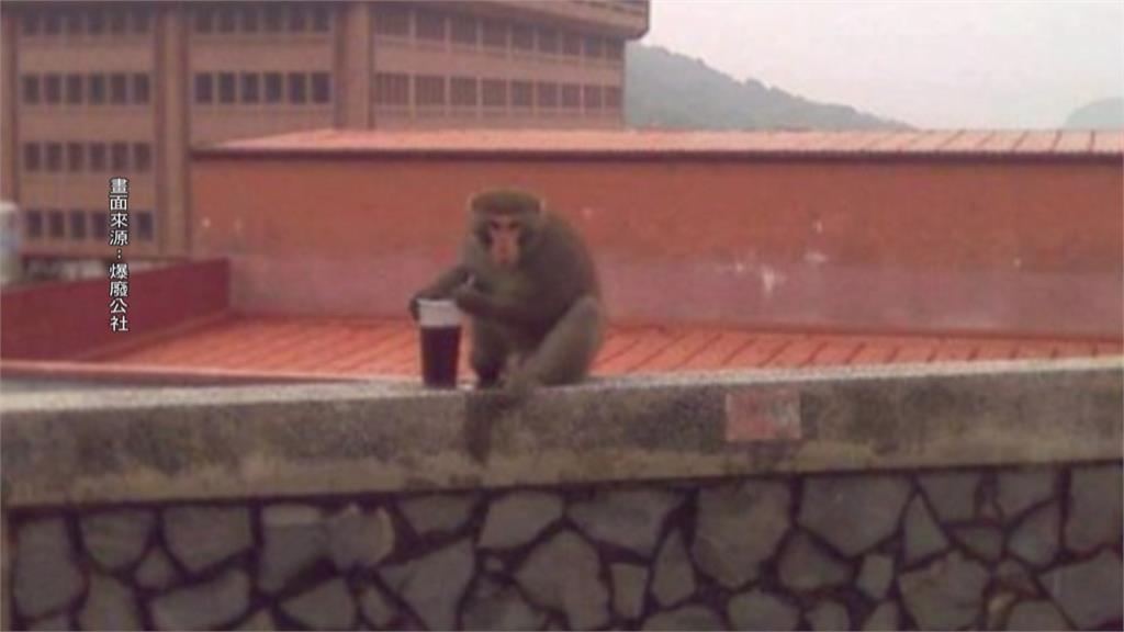 插吸管喝飲料  猴子進化了