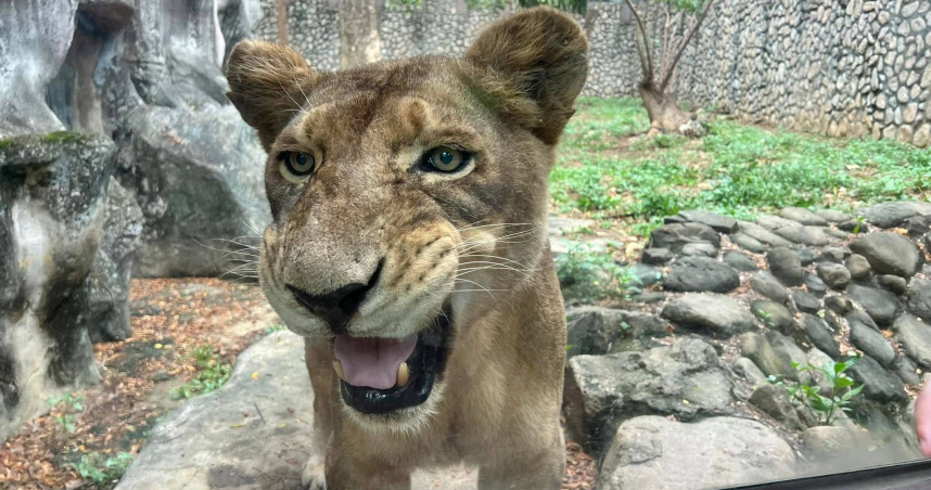 壽山動物園獅群最溫柔守護者 非洲獅「大姊」高齡癌逝!園方不捨