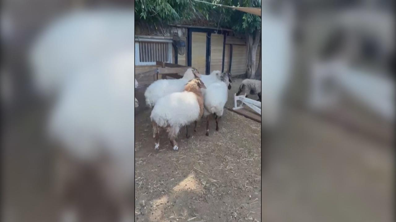 以國防空警報狂響！　農場員工「陷人性掙扎」救自己還是救動物