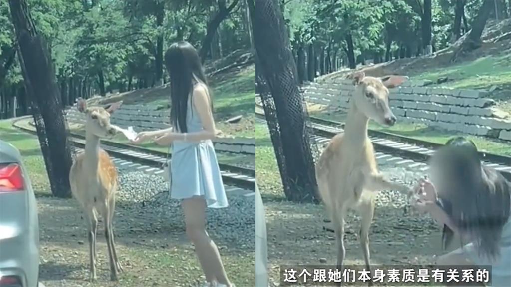 中國長髮妹違規餵小鹿「遭無情踢飛」！討拍不成網反轟：怎不踢大力點？