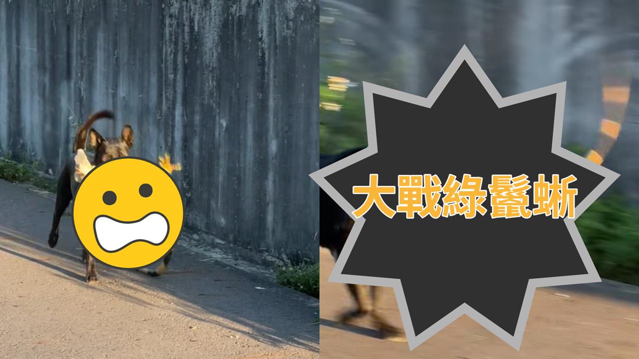 台南歐告 PK .酷斯拉僅花10秒K.O牠！戰後「叼嘴狂奔」炫耀影片曝光