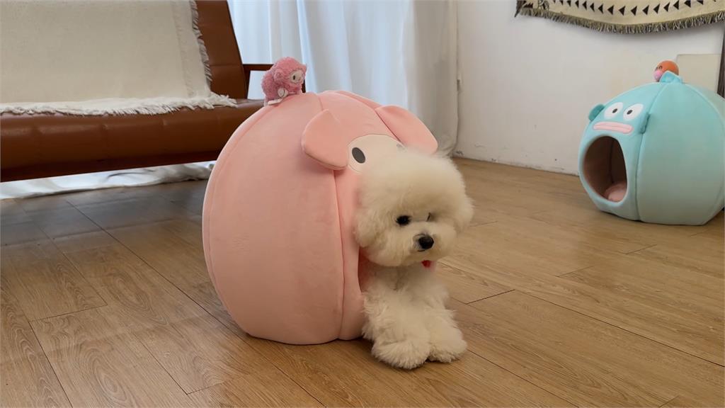 比熊犬兄弟廣告接不完！　生活堪比大明星美美上鏡要先梳妝打扮