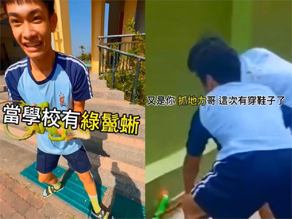 快新聞/超猛!綠鬣蜥現蹤屏東某高中 體育班學生「徒手捕捉」畫面曝光