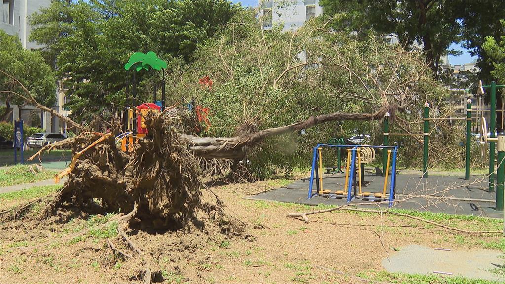 高雄發布強風特報　至少接獲8起路樹倒塌意外