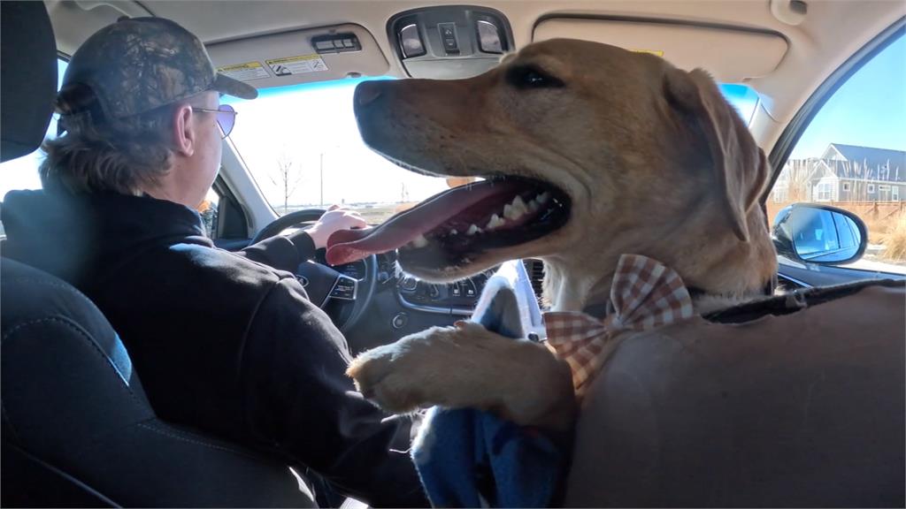 Uber司機愛犬　「坐副駕上工」　狗狗爆紅意外成網紅