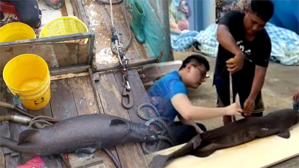 差點變魚丸！南方澳漁民誤捕「深海發光巨鯊」　海洋館剖腹驚見1屍19命