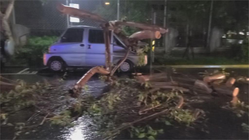 北市一夜大雨　路樹倒塌　女騎士撞上腳骨折