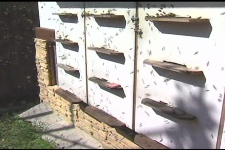 免費蜂蜜的代價 澳洲蜜蜂入侵民宅築巢