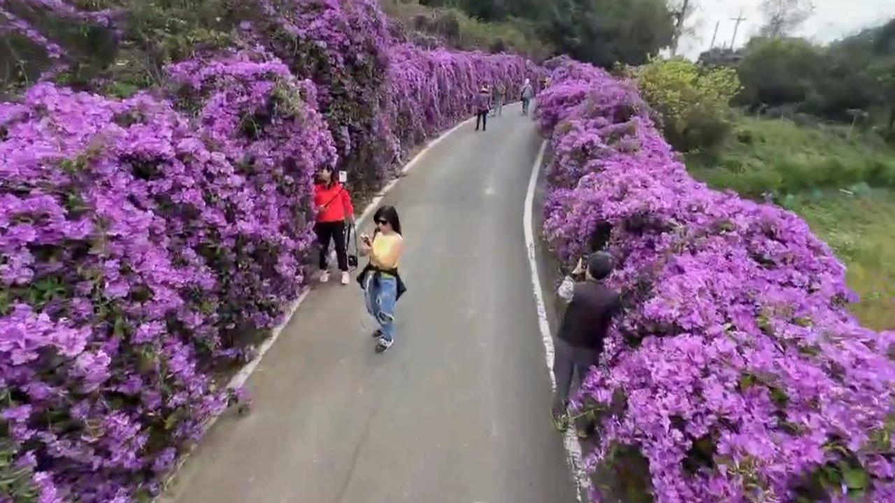 疑氣候異常!苗栗通霄「蒜香藤」三度盛開 吸引遊客朝聖搶拍