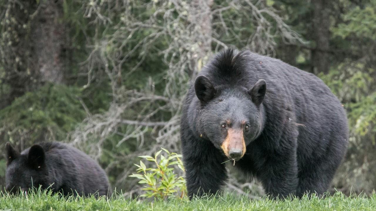 快新聞/日本JR車站熊出沒!69歲警衛上公廁遭襲 離市政府大樓僅1公里