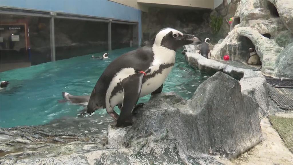 美國科州動物園企鵝「Duckie」　今年成功闖入半決賽