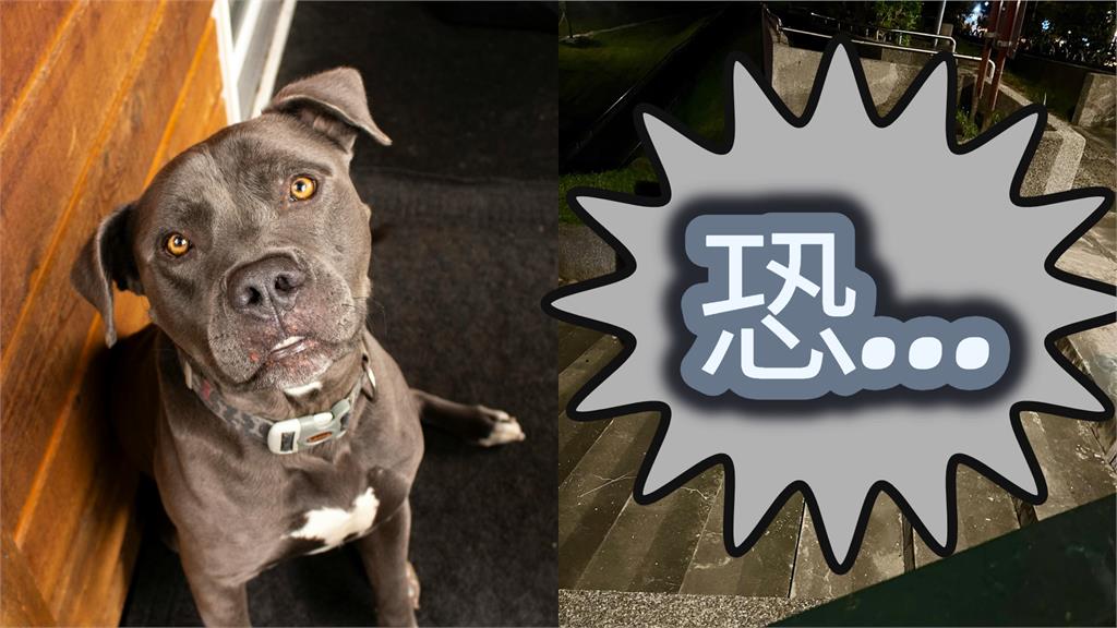 比特犬攻擊「撕咬露臟器」被目擊！飼主「雙手染紅」崩潰急送醫…驚悚過程全曝光