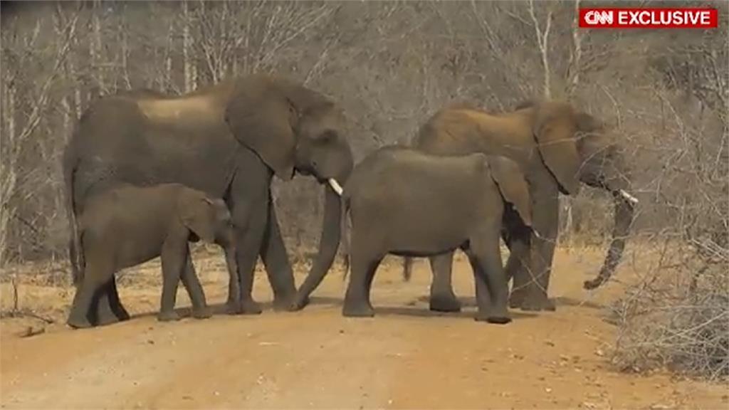 辛巴威頒布停售大象法令 專家憂未來恐進入「地下黑市」