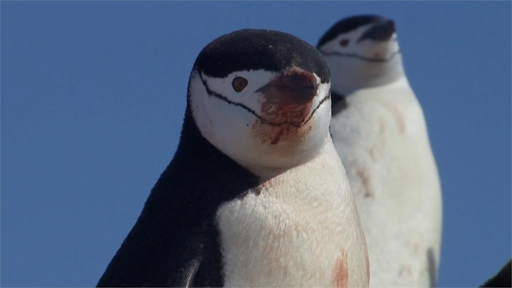 擔憂！南極溫度超過18度 企鵝群體大幅減少