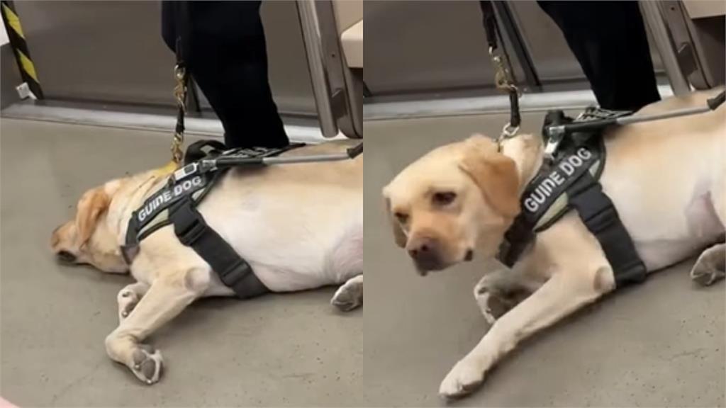 導盲犬躺車廂休息聽廣播喊「6關鍵字」秒起身工作!網見背影全鼻酸