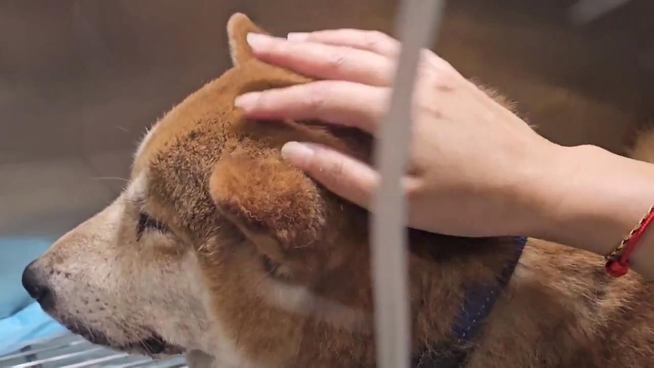 減速後又踩油門！失明老狗遭車輛輾過　飼主：駕駛怎麼可能沒感覺