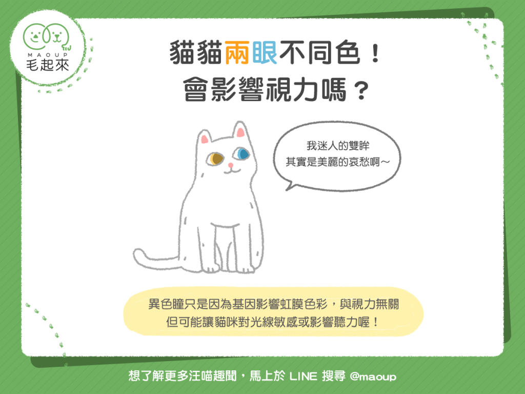 【喵喵小學堂】貓貓兩眼不同色！會影響視力嗎？