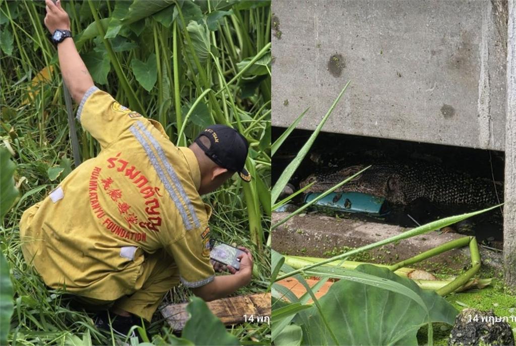 2米巨蜥吞人？曼谷無名嬰屍「僅剩頭部」居民嚇壞：以為牠抓到魚