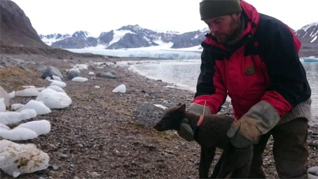 北極狐驚人遷徙紀錄！76天旅行逾3500公里